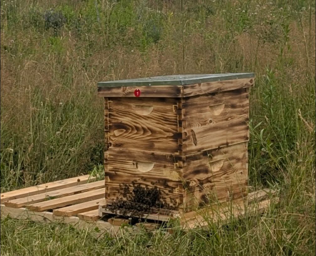 Abeilles, ruches et composantes
