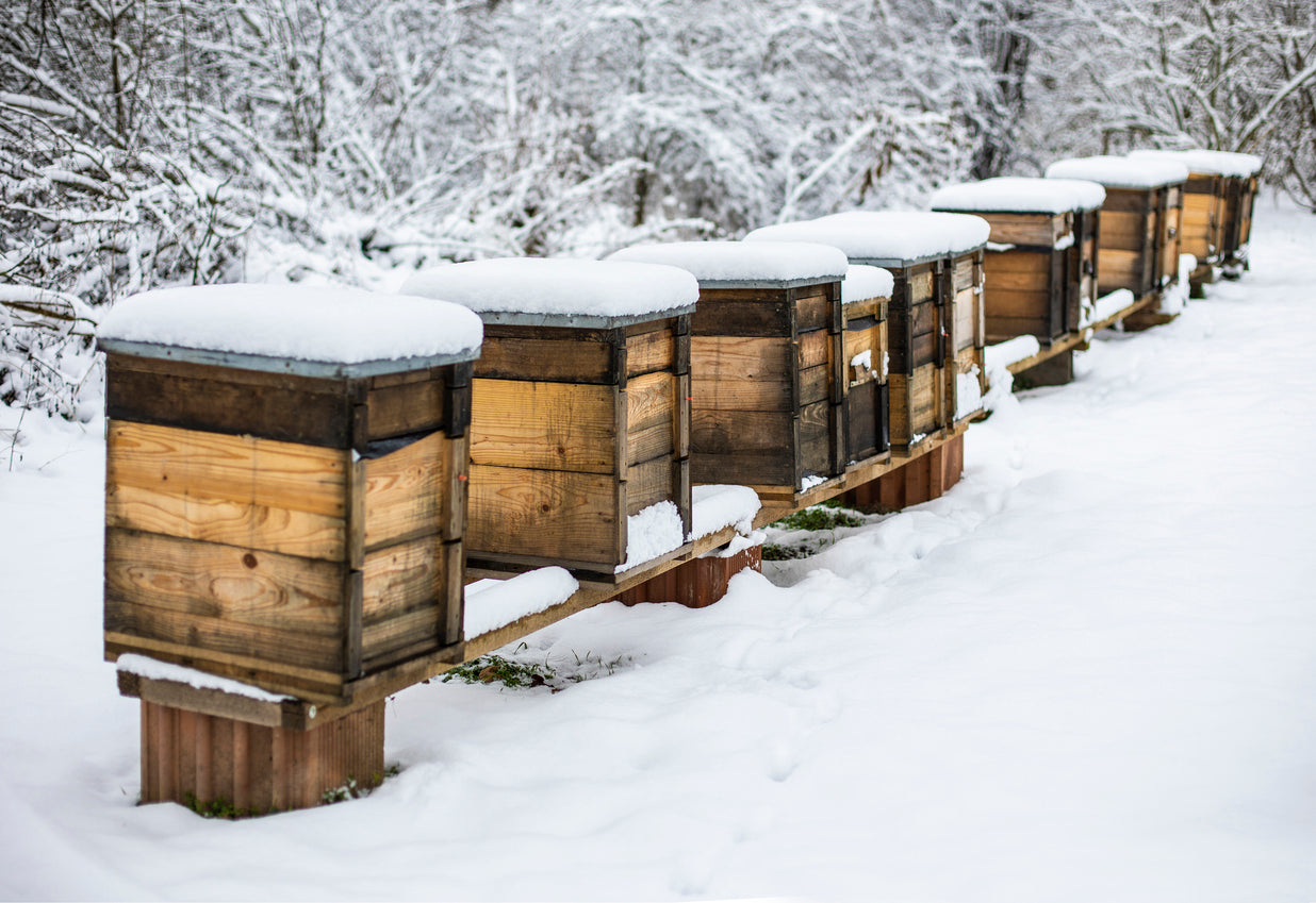 Online beekeeping training – Complete beginner's guide for Quebec